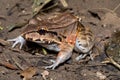 Savages thin-toed frog Leptodactylus savagei, Carara National Park, Tarcoles, Costa Rica wildlife Royalty Free Stock Photo