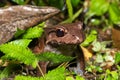 Savages thin-toed frog - Leptodactylus savagei, Refugio de Vida Silvestre Cano Negro, Costa Rica Wildlife Royalty Free Stock Photo