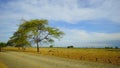 Savana Bekol in Baluran National Park