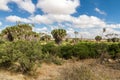 Savana landscape in Africa.