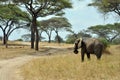 Savana landscape with elephant