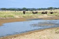 Savana landscape with elephants and river