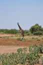 Savana landscape with giraffe