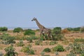 Savana landscape with giraffe