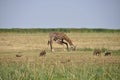 Savana landscape with giraffe drinking and warthog Royalty Free Stock Photo