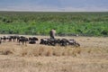 Savana landscape with wild animals