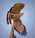 Savanah hawk in flight in the Pantanal, Brazil Royalty Free Stock Photo