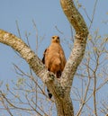 Savanah hawk looks down at camera from tree Royalty Free Stock Photo