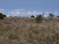 The savanna above the clouds in the Maido, Reunion