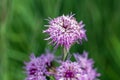Savanna blazing star, Liatris scariosa Royalty Free Stock Photo