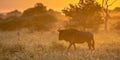 Savanna bush back lit by Orange morning light with Common Blue Wildebeest or Brindled Gnu (Connochaetes taurinus) walking by on Royalty Free Stock Photo