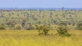 Savanna bushveld plain Royalty Free Stock Photo