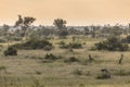 Savanna bushveld plain Royalty Free Stock Photo