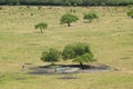 The savanna is dominated by dry grass