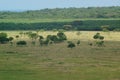 The savanna is dominated by dry grass