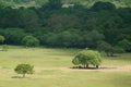 The savanna is dominated by verdant grass in the rainy season Royalty Free Stock Photo