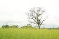 The savanna is dominated by verdant grass in the rainy season Royalty Free Stock Photo