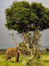 Elephants in Murchison Falls National Park,Uganda