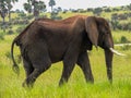 Elephants in Murchison Falls National Park,Uganda