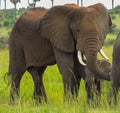 Elephants in Murchison Falls National Park,Uganda