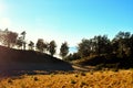 Savanna field on Mount Lawu, Central Java, Indonesia