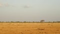 Savanna Field in summer season Royalty Free Stock Photo