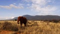 Savanna Field in summer season Royalty Free Stock Photo