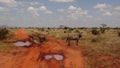 Savanna Field in summer season Royalty Free Stock Photo