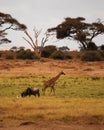 On the Savanna Royalty Free Stock Photo