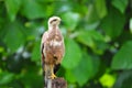 Savanna Hawk