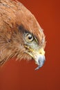 Savanna Hawk / buteo meridionalis