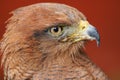 Savanna Hawk / buteo meridionalis