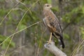 Savanna Hawk (Buteogallus meridionalis