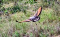 Savanna Hawk in flight