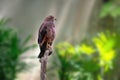 Savanna Hawk - Bird of Prey