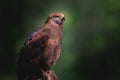 Savanna Hawk - Bird of Prey