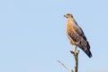 A Savanna Hawk (Heterospizias meridionalis) resting on branch