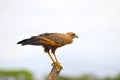 Savanna Hawk (Leucopternis princeps)