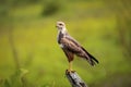 Savanna Hawk, Pantanal Wetlands, Mato Grosso, Brazil