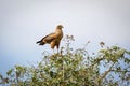 Savanna Hawk, Pantanal Wetlands, Mato Grosso, Brazil