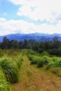 savanna hils gunung mas bogor Royalty Free Stock Photo