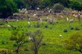 the savanna and its inhabitants