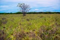 The savanna and its inhabitants