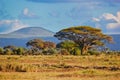 Savanna landscape in Africa, Amboseli, Kenya Royalty Free Stock Photo