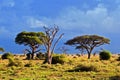 Savanna landscape in Africa, Amboseli, Kenya Royalty Free Stock Photo