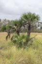 Savanna landscape on Kissama, Angola Royalty Free Stock Photo