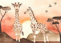 Watercolor card with savanna landscape at sunset and giraffes Royalty Free Stock Photo