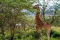 Ugandan giraffe browses in savannah