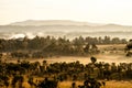 Savanna meadow and pine forest