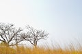 Savanna meadow and pine forest